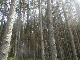 Puszcza Piska